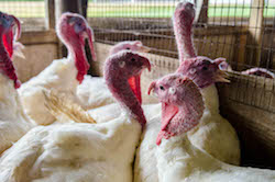 Turkeys at Rocheford Turkey Farm, University of Missouri.
