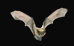 A big brown bat (Eptesicus fuscus), in night flight at Rogue River National Forest in Oregon.